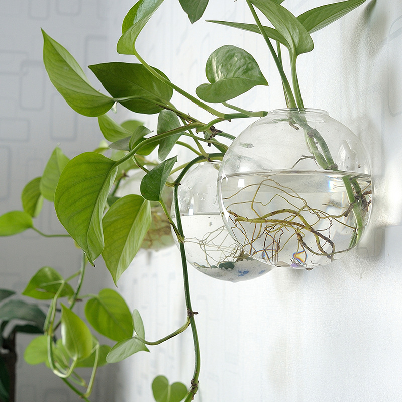 Planted Aquarium Bowl - Pecera acrílica colgante de pared, florero