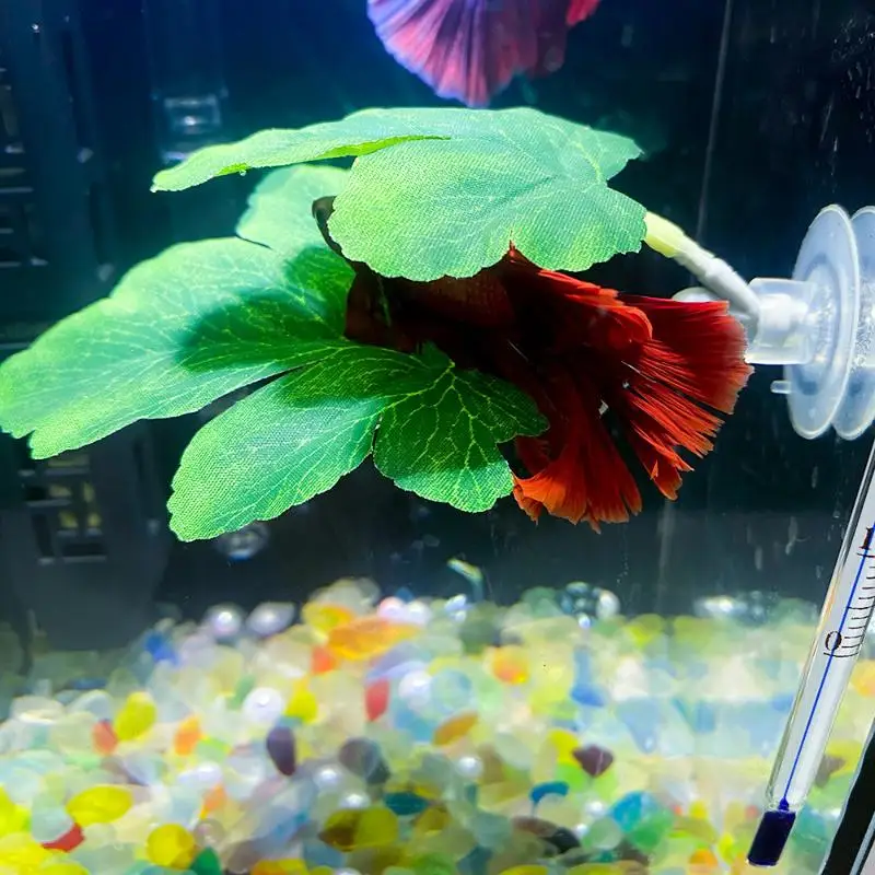 Planted Aquarium For Betta - Hamaca de hojas de pescado Betta,