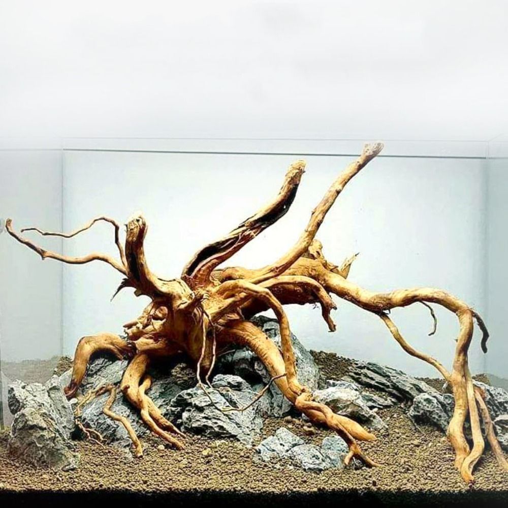 Planted Aquarium Bowl - Tronco de Madera Natural para Acuario