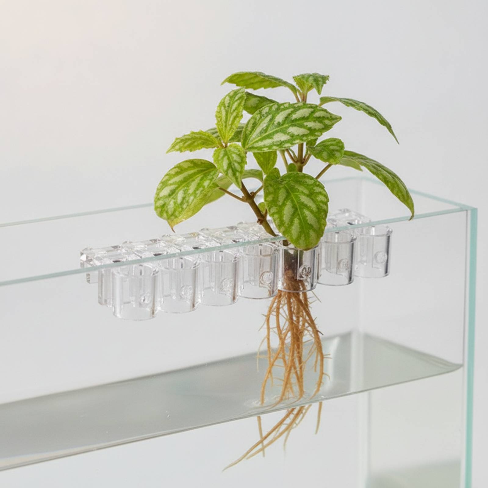 6 Piezas de Soportes Transpare - Aquarium Plant reseña y precio