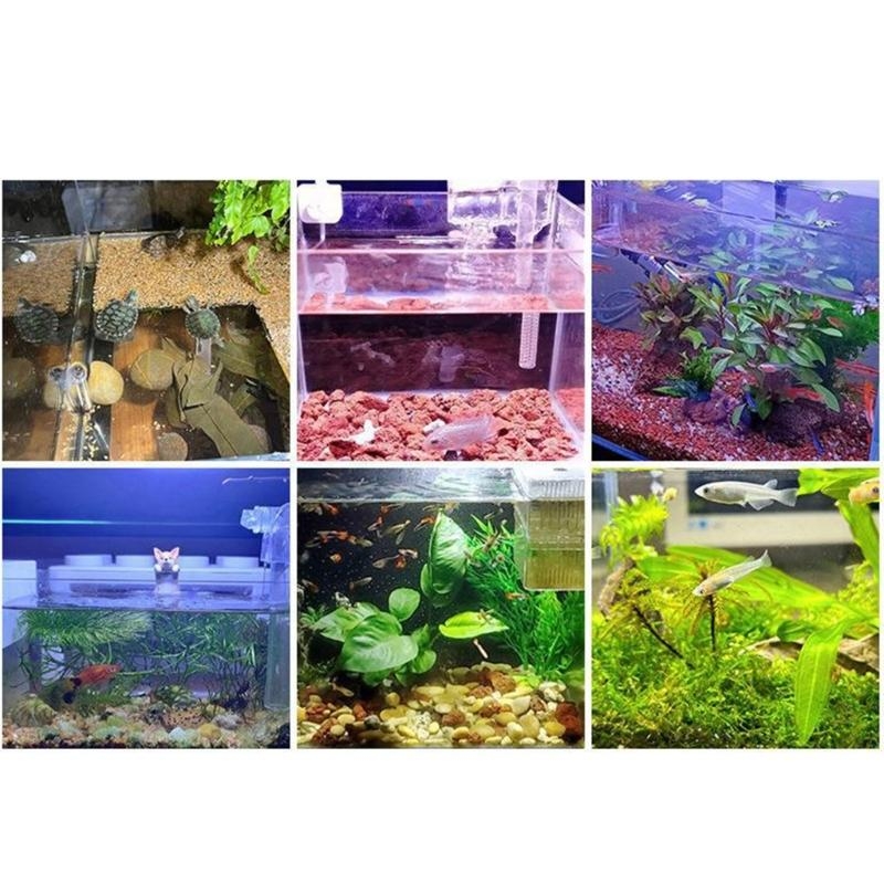 pequeña luz del tanque peces d - Planted Aquarium Bowl reseña y precio