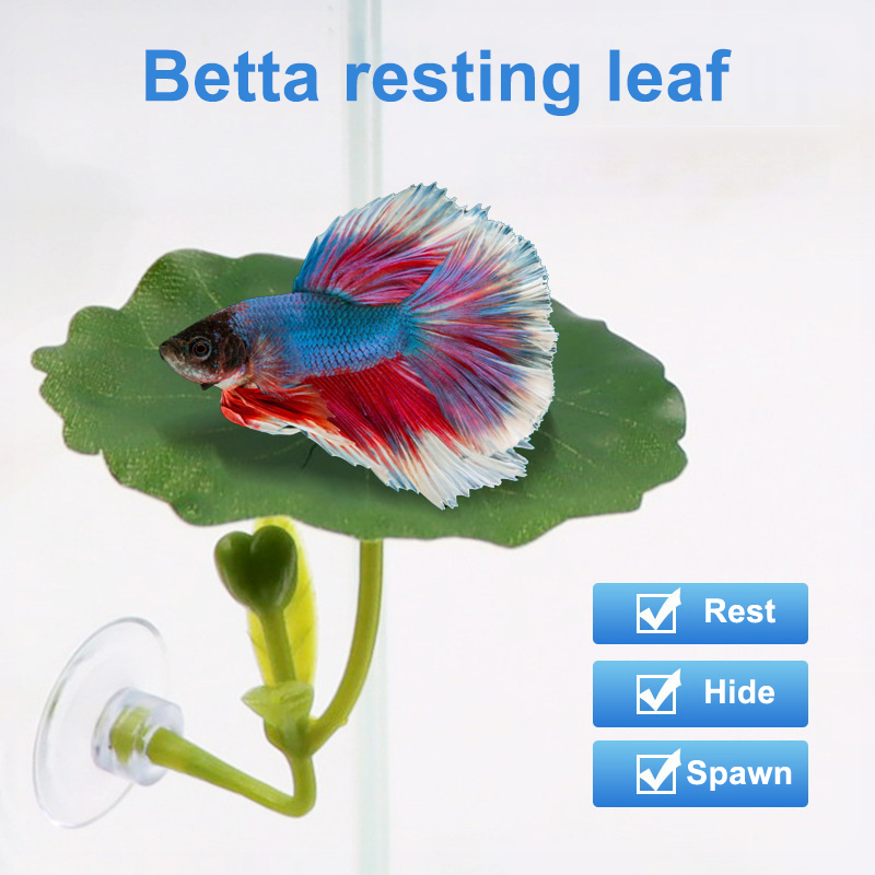 Hamaca de hoja verde para pece - Planted Aquarium For Betta reseña y precio
