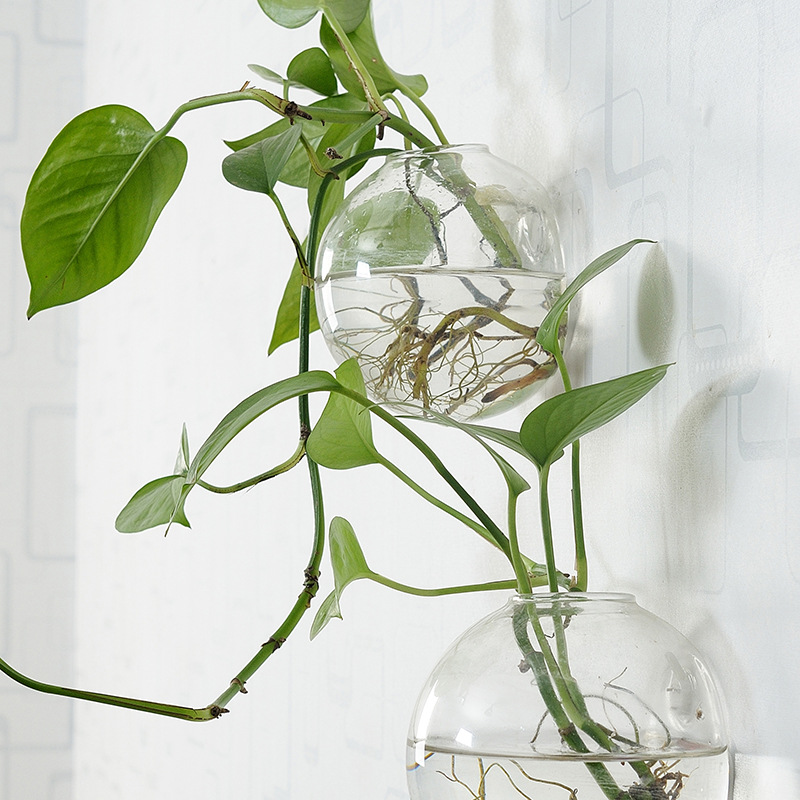 Pecera acrílica colgante de pa - Planted Aquarium Bowl reseña y precio