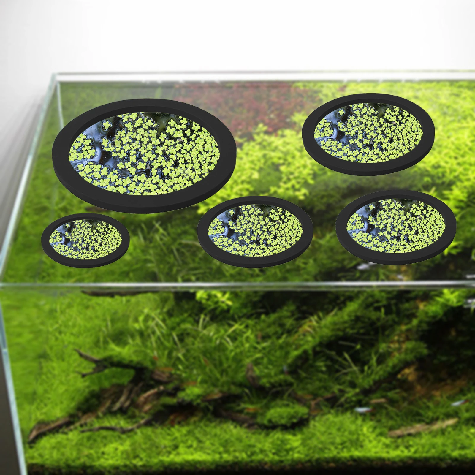 5 uds EVA anillo de alimentaci - Aquarium Plant reseña y precio