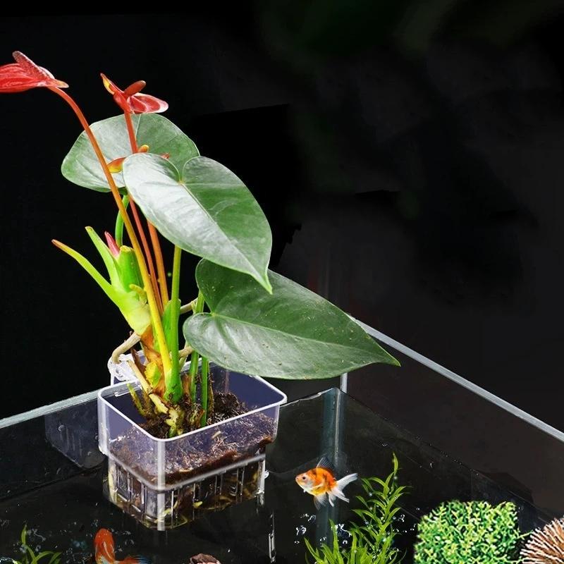 Soporte Transparente para Plan - Aquarium Plant Easy To Grow reseña y precio