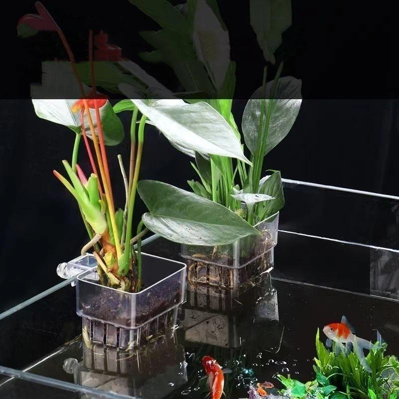 Soporte Transparente para Plan - Aquarium Plant Easy To Grow reseña y precio