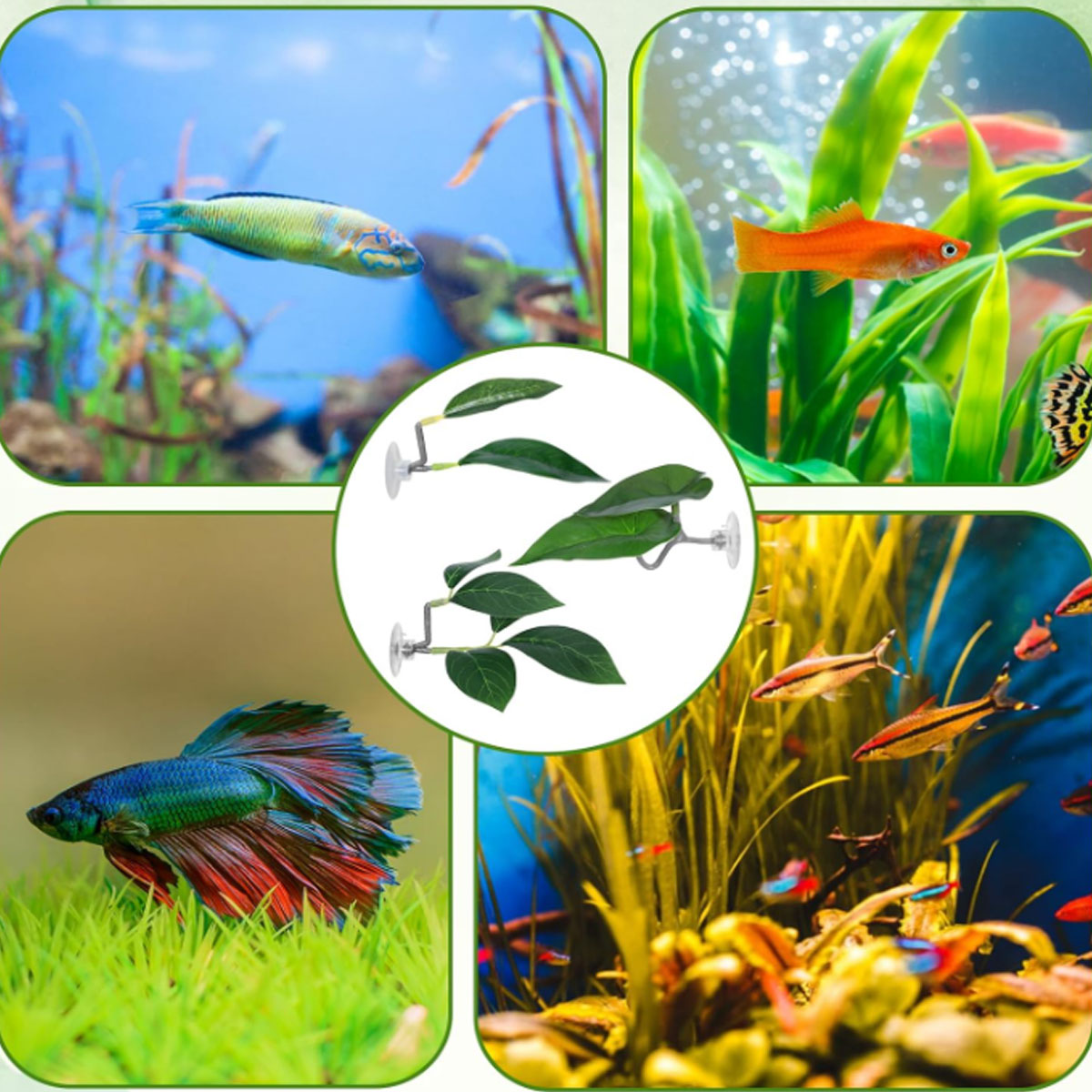 Hamaca para peces Betta, decor - Planted Aquarium For Betta reseña y precio