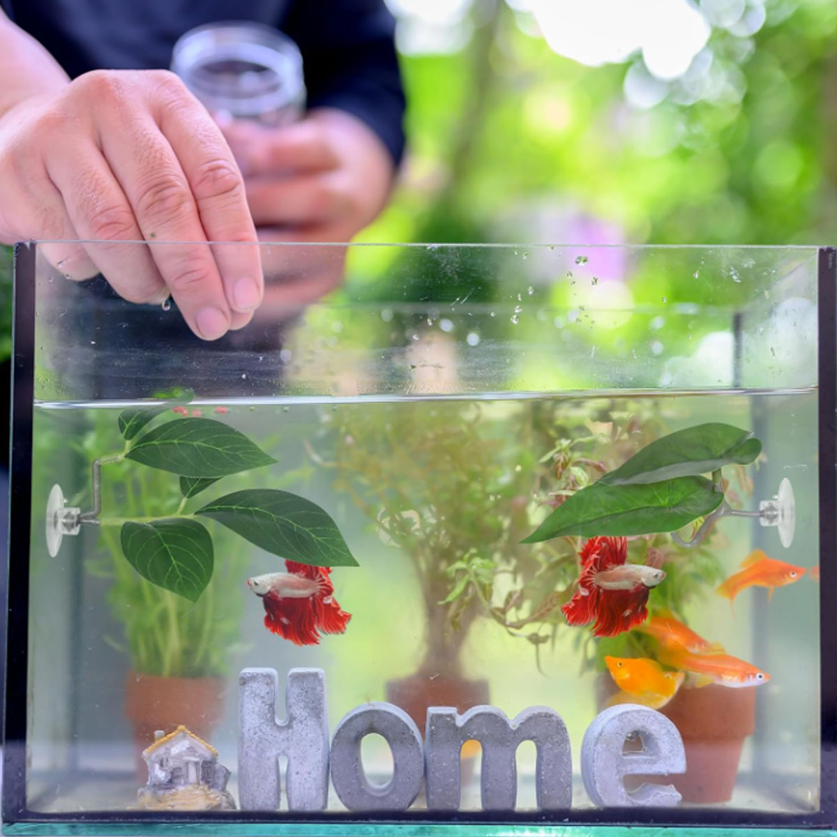Hamaca para peces Betta, decor - Planted Aquarium For Betta reseña y precio