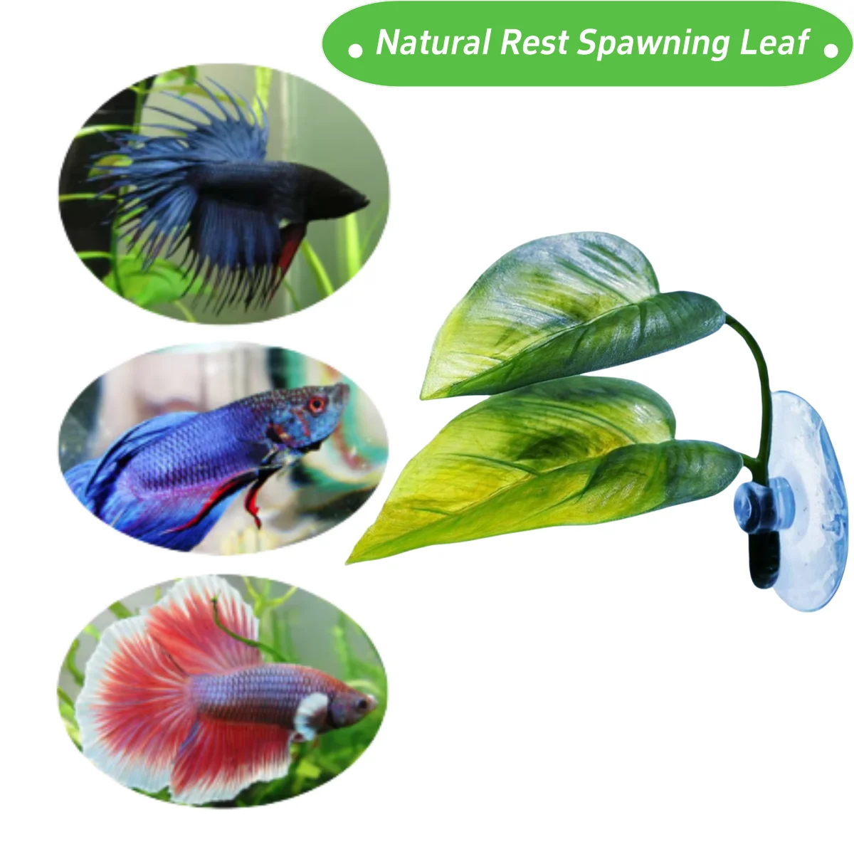 Decoración de pecera para masc - Planted Aquarium For Betta reseña y precio