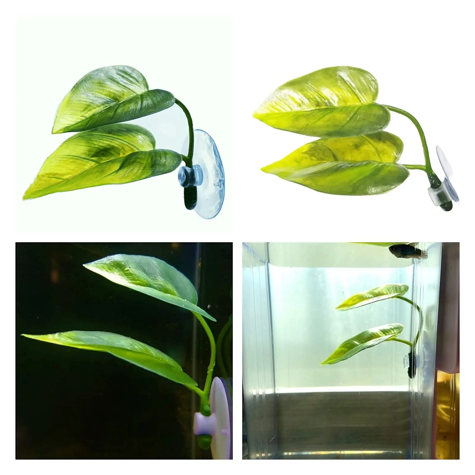 Decoración de pecera para masc - Planted Aquarium For Betta reseña y precio