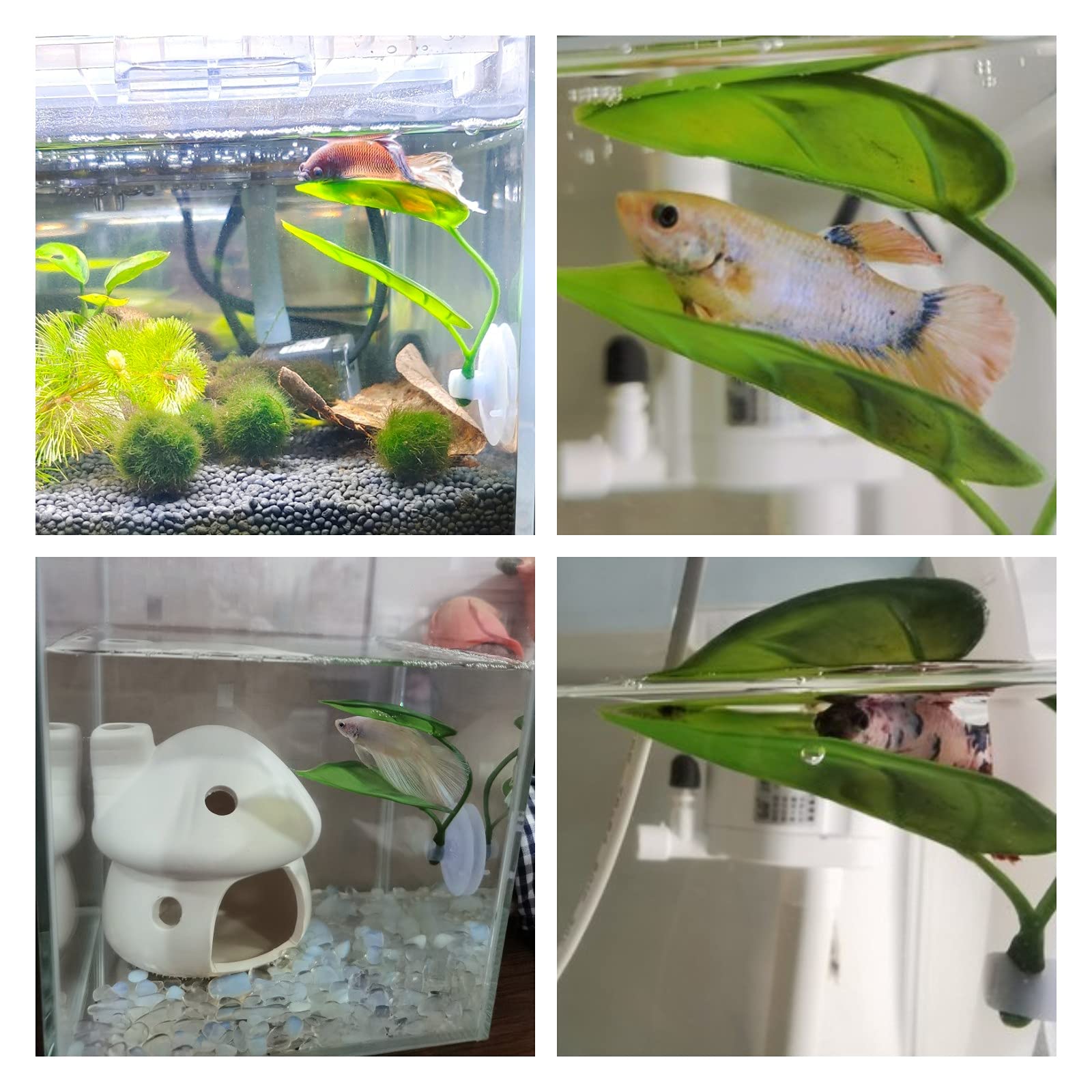 Decoración de pecera para masc - Planted Aquarium For Betta reseña y precio