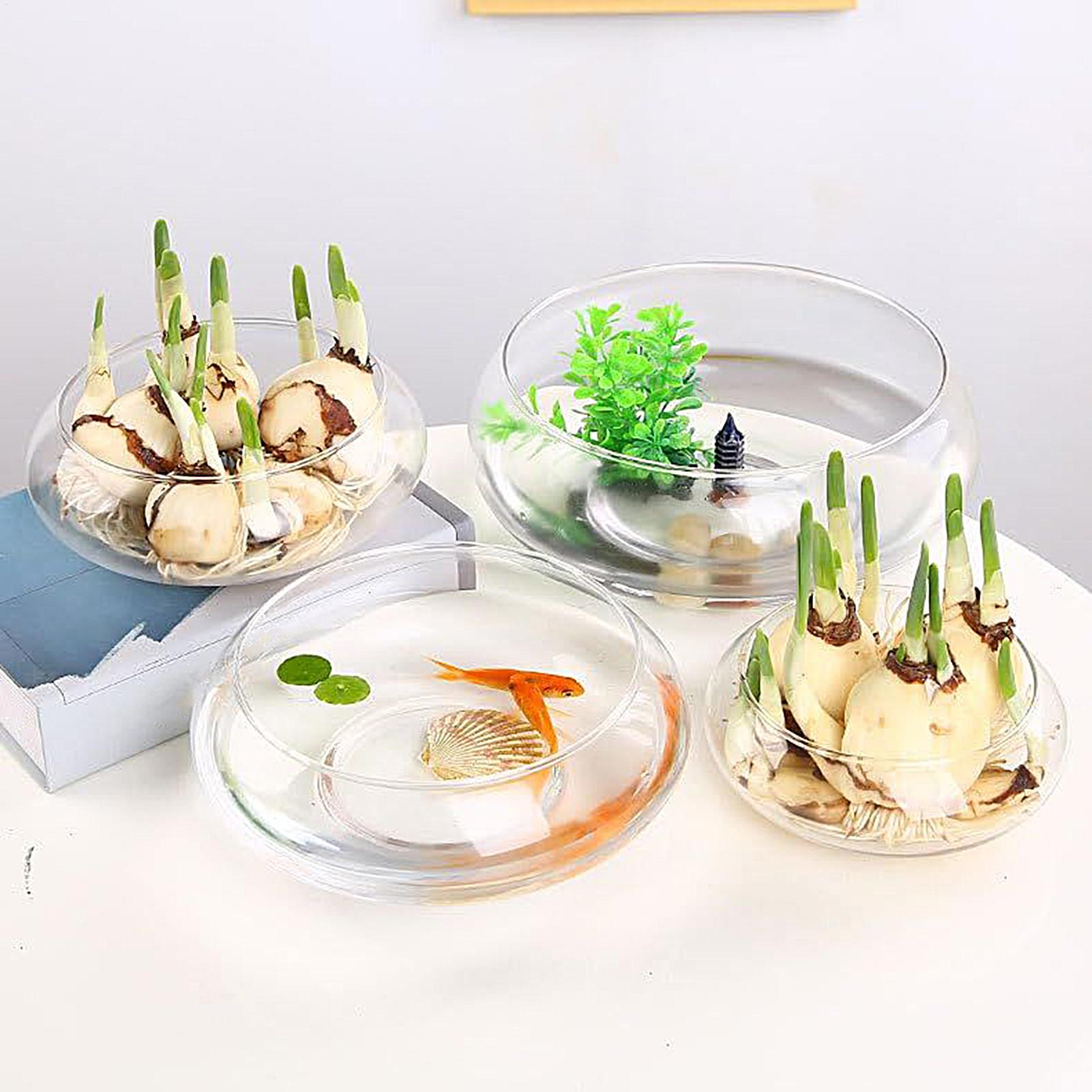 Cuenco de vidrio para peces, m - Planted Aquarium Bowl reseña y precio