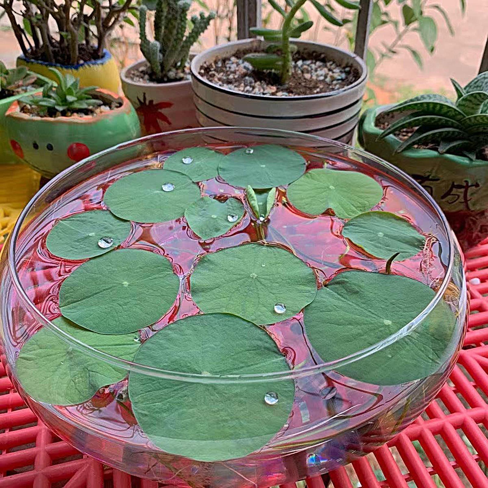 Cuenco de vidrio para peces, m - Planted Aquarium Bowl reseña y precio